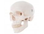 Crâne humain classic 3 parties 3B Scientific - Matériel didactique - SISSEL Pro