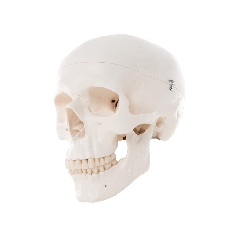 Crâne humain classic 3 parties 3B Scientific - Matériel didactique - SISSEL Pro