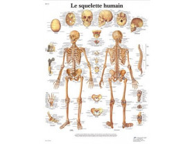 Planches anatomiques : le...