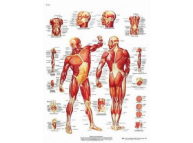 Planches anatomiques : la musculature - Accessoires ostéologie