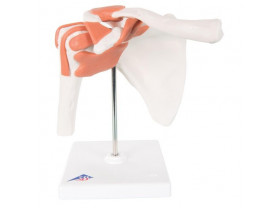 Ensembles d'anatomie Les articulations - Articulation de l'épaule