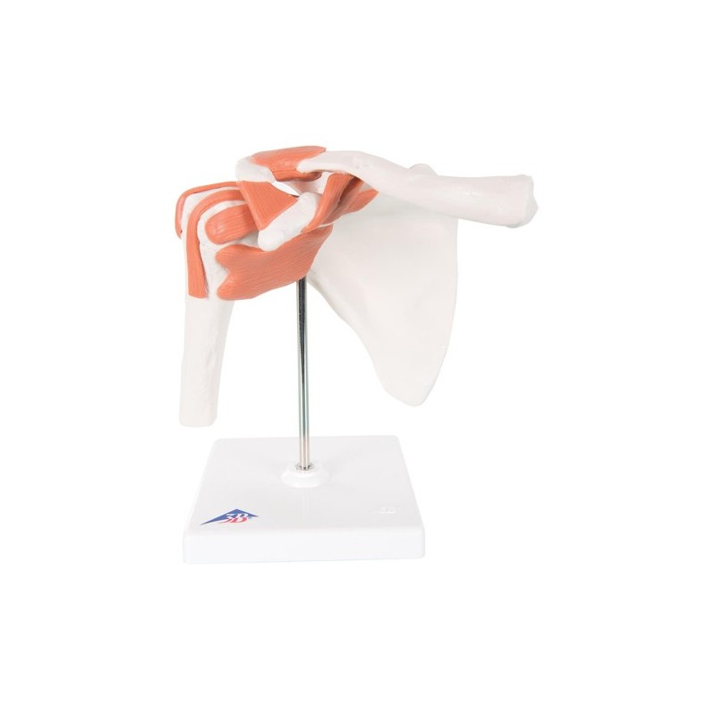 50 Articulations à Goupille Fendue Pour Poupées - Boulons Mobiles, Acier Inox - Pour Artisanat, Modélisme