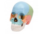 Crâne humain articulé de 22 pièces - Matériel didactique - SISSEL Pro