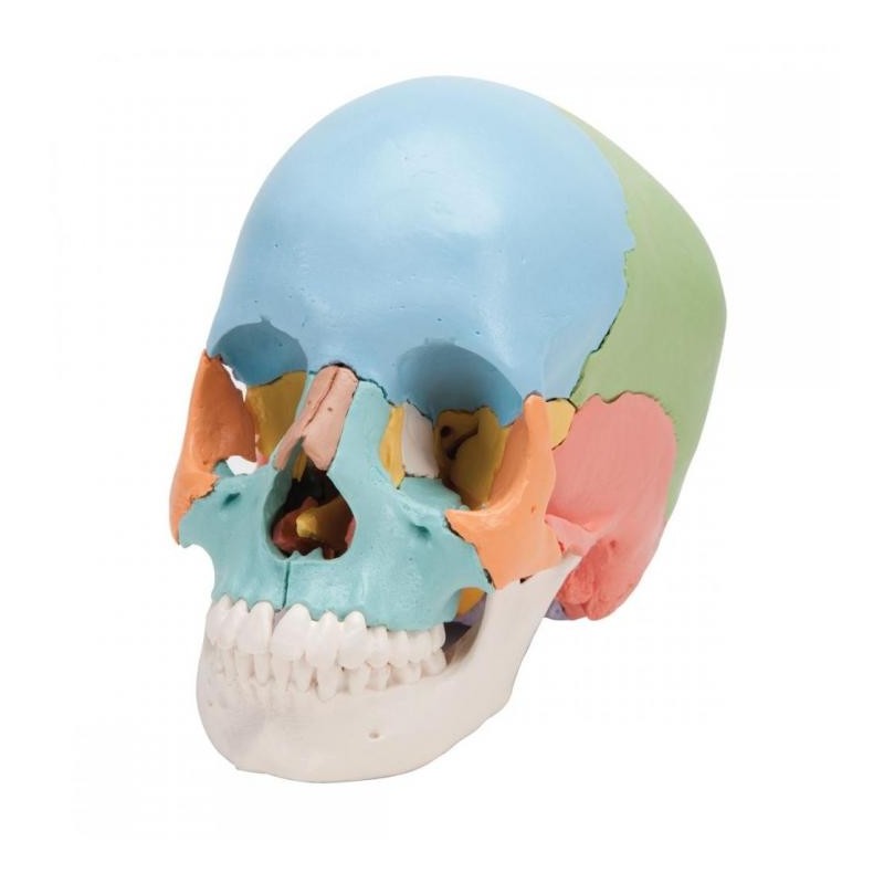 Crâne humain articulé de 22 pièces - Matériel didactique - SISSEL Pro