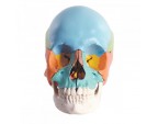 Crâne humain articulé de 22 pièces - Matériel didactique - Crâne humain - SISSEL Pro