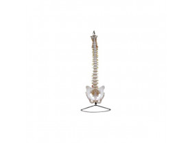 Colonne vertébrale classique flexible sans moignons fémoraux - ostéologie