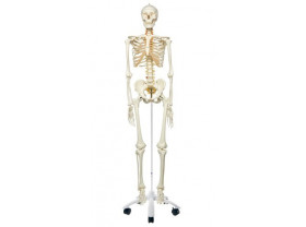 Squelette 3B Scientific Stan - Squelette anatomique - SISSEL Pro