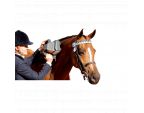 Cavalière utilisant THUMPER® EQUINE PRO sur son cheval 
