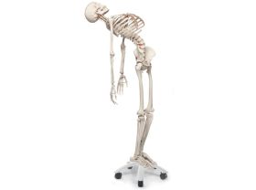 Squelette 3B Scientific Fred
