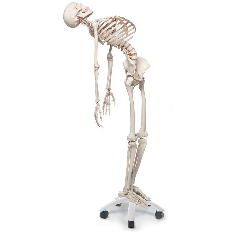 Squelette 3B Scientific Fred