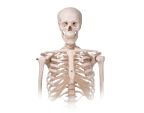 Squelette 3B Scientific Stan Ostéologie - Sisselpro