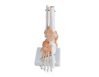 Articulation du pied avec ligaments - Taille réelle