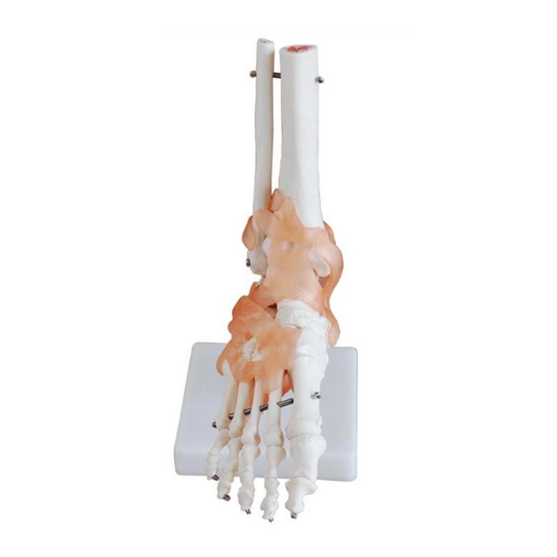 Articulation du pied avec ligaments - Taille réelle