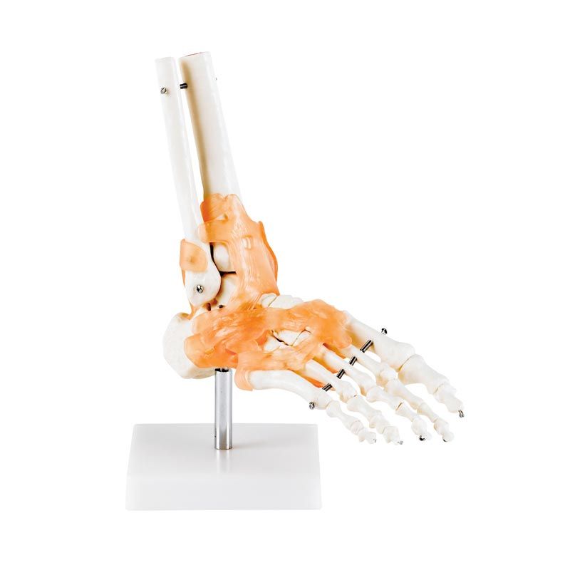 Articulation du pied avec ligaments - Taille réelle Articulation du pied avec ligaments - Taille réelle