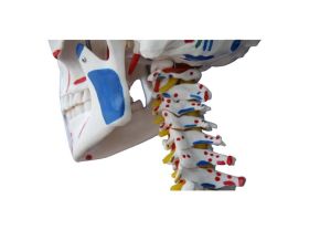 Squelette - Taille réelle Deluxe - 1m70