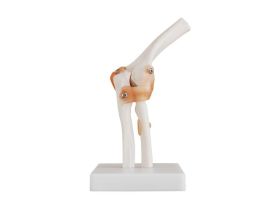 COUDE - TAILLE RÉELLE 17 X 14,5 X 24 CM