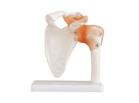 Épaule - Taille réelle