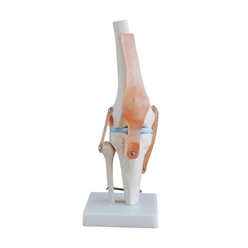 Genou - Taille réelle