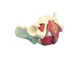 BASSIN FEMININ avec plancher pelvien, en 5 parties