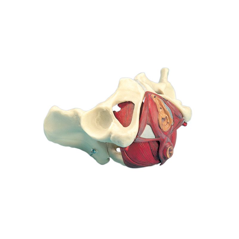 BASSIN FEMININ avec plancher pelvien, en 5 parties