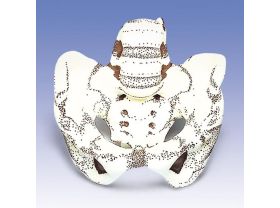 Bassin modèle pelvien en tissu souple