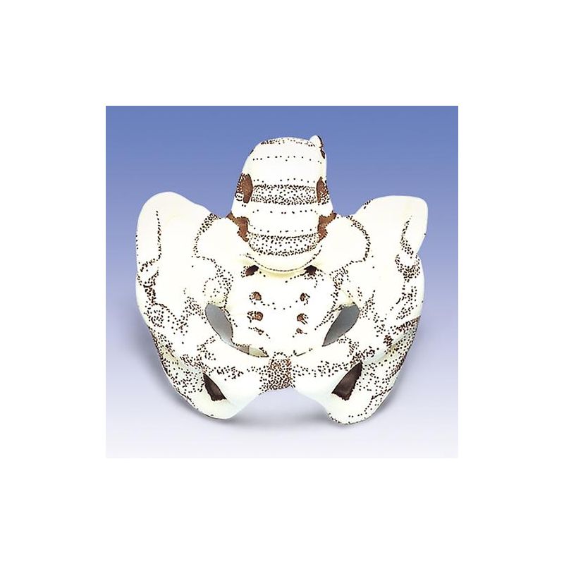 Bassin modèle pelvien en tissu souple