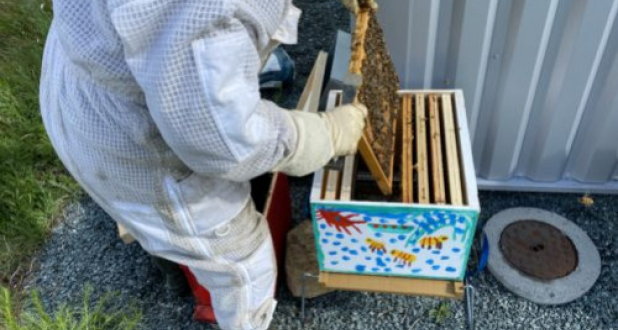 SISSEL France adopte des abeilles ! 